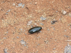 Hydrophilus