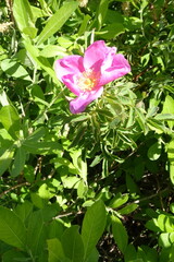 Rosa majalis