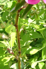 Rosa majalis