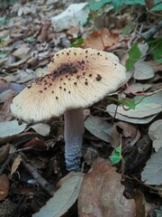 Cortinarius livido-ochraceus