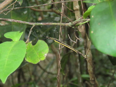 Paraphasma sooretama