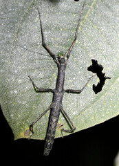 Libethra