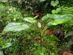 Xanthosoma