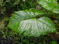 Xanthosoma
