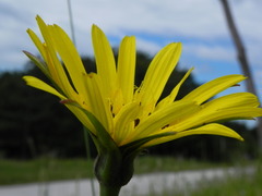 Tragopogon orientalis