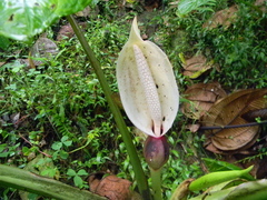 Xanthosoma