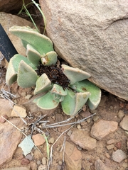 Pleiospilos compactus