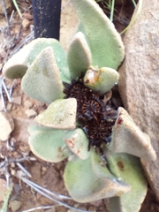 Pleiospilos compactus