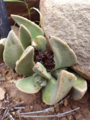 Pleiospilos compactus