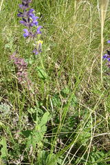 Salvia dumetorum