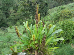Bromeliaceae