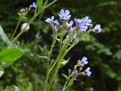 Cynoglottis barrelieri