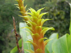 Bromeliaceae