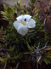 Barleria stimulans