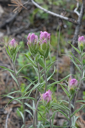 Castilleja rubra (Castilleja rubra)