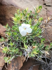 Barleria stimulans