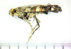 Gracillaria syringella