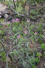 Castilleja rubra
