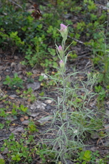 Castilleja rubra