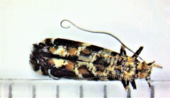 Gracillaria syringella