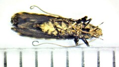 Gracillaria syringella
