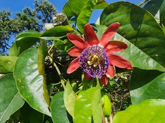 Passiflora alata