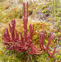 Phlegmariurus crassus