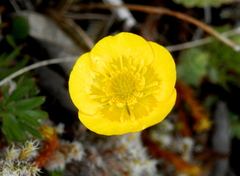 Ranunculus peruvianus