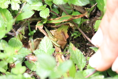 Pristimantis achatinus