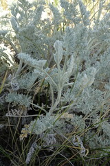 Artemisia schrenkiana