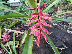 Aechmea distichantha