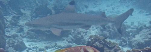 Blacktip Reef Shark (Carcharhinus melanopterus)