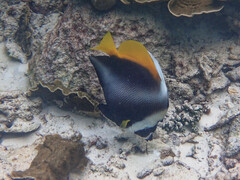 Heniochus singularius