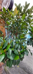 Ficus americana