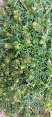 Lepidium bipinnatifidum