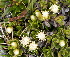 Baccharis caespitosa