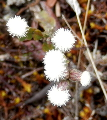 Baccharis genistelloides