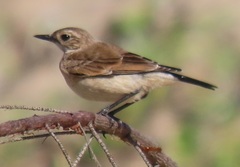 Oenanthe pileata pileata