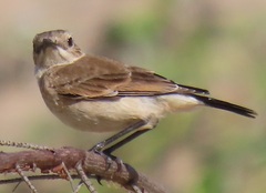 Oenanthe pileata pileata