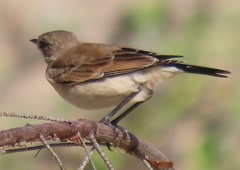 Oenanthe pileata pileata