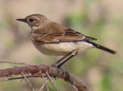 Oenanthe pileata pileata