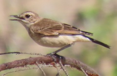 Oenanthe pileata pileata