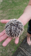 Tripneustes ventricosus