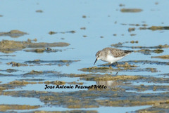 Calidris minuta