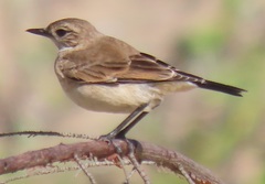Oenanthe pileata pileata