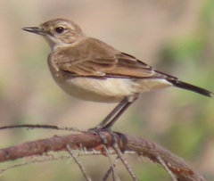 Oenanthe pileata pileata