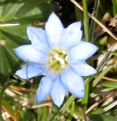 Gentiana sedifolia