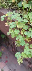 Oxalis corniculata