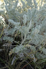 Artemisia schrenkiana