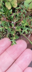 Euphorbia peplus